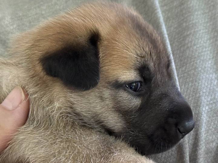 chinook puppy